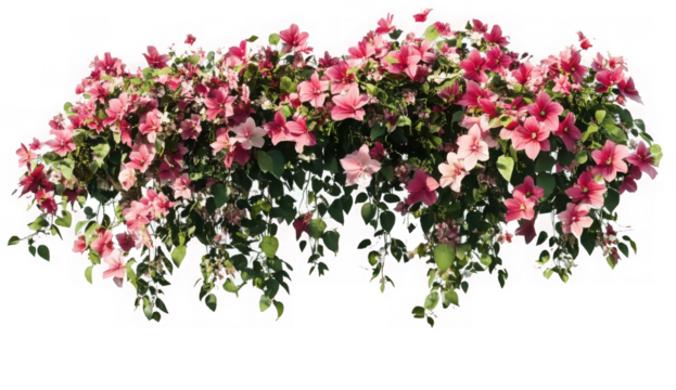 PNG Flower bush in wedding plant horticulture. 
