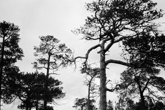 Old Curvy Pine Trees 