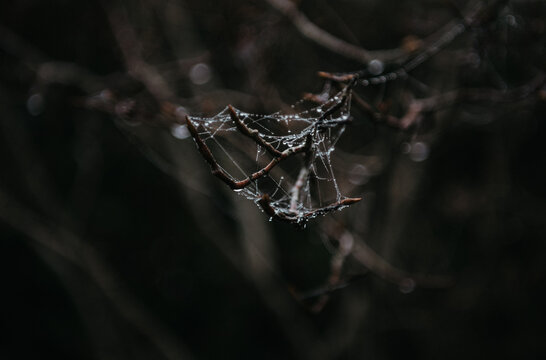 geometric spider web glimmering in dark mysterious woods
