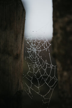 cobweb with dew drops between two wooden posts at dawn light