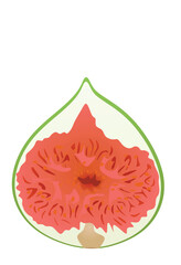 Fig on white background. vector illustration