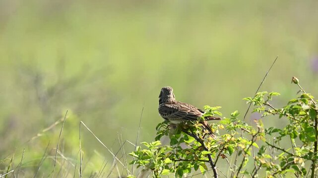 Calandra lark bird Melanocorypha calandra in spring steppe. Slow motion. The bird flies away. Beautiful green background.