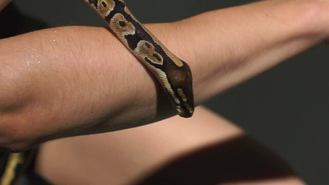 A boa constrictor crawls over a person's body.
The girl is holding a python on herself.
A kind snake crawls in a man's arms