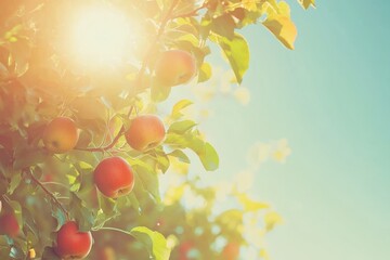 Golden sunlight illuminates a branch of an apple tree adorned with vibrant red apples and lush green leaves against a serene sky