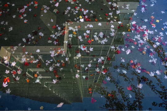 Reflection of Building With Autumn Leaves in Water