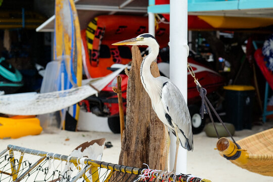 Heron Standing on a Fishing Net Frame in Maafushi, Maldives 