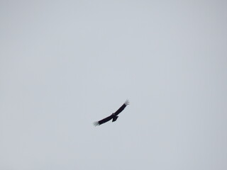 condor patagonico en pleno vuelo