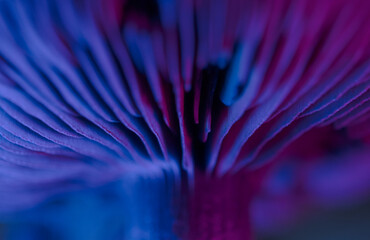 Mystical glowing mushroom illuminated by colorful lights