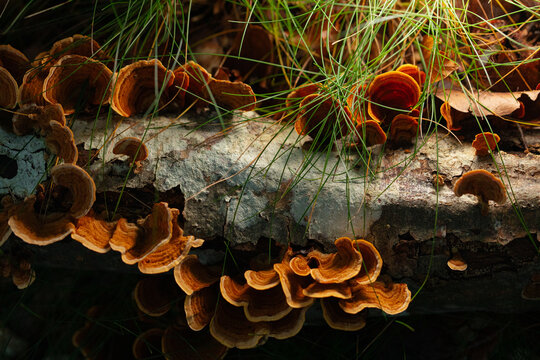 Colorful mushrooms growing on a fallen