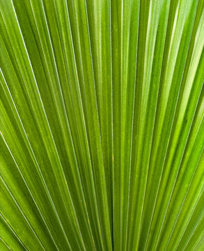palm leaf
