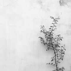 Monochrome close-up of a small plant growing on a weathered wall.