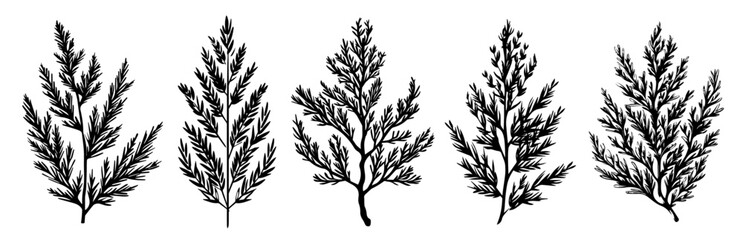 elegant line art featuring a variety of leaves and natural branches