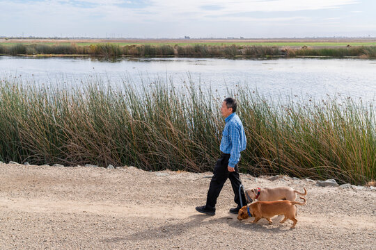  Walking dogs daytime river