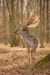 Vertical Side Portrait of Furry Common Fallow Deer in Czech Republic. Cute Buck with Antlers Stands in European Park. © nicolecedik