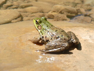 Green frog on a rock
