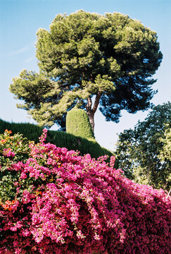 Vegetation 