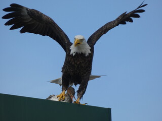 Bald Eagle with Merganser 
