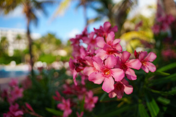 Beautiful, vibrant pink flowers flourishing amidst a lush tropical paradise setting
