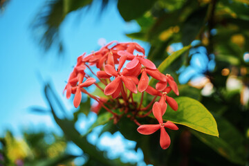 A Beautiful Vibrant Pink Ixora Flower in Full Bloom Set Against a Clear Blue Sky