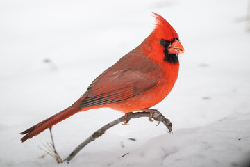 Northern cardinal in the snow