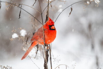 Northern cardinal in the snow