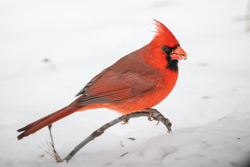 Northern cardinal in the snow