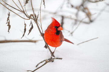 Northern cardinal in the snow