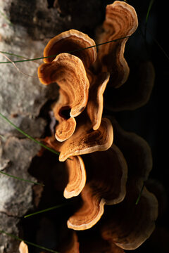 Brown curvy mushrooms grow on decaying wood