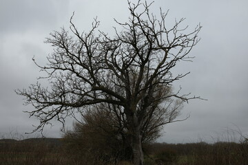 sunset of a winter tree