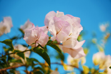 Stunningly Beautiful Bougainvillea Blooms Brightly Displayed Against a Clear Blue Sky