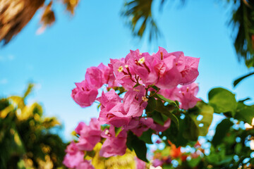 The Vibrant Bougainvillea Blooms Beautifully Against a Clear Blue Sky on a Sunny Day
