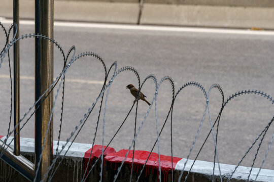 Eurasian Tree Sparrow on barbed wire