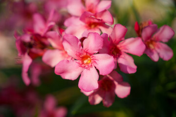 A Stunning Display of Beautiful Pink Flowers in Full Bloom Captured in a Captivating Way