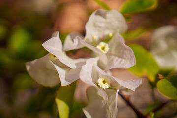 Delicate and Ethereal White Bougainvillea Flowers Gracefully Displayed in a Natural Setting
