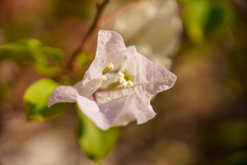 A Delicate and Beautiful White Bougainvillea Flower in Full and Gorgeous Bloom, Radiating Charm