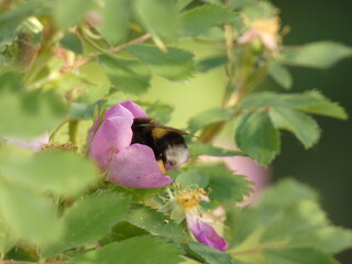 Bee butt