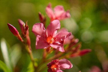 Closeup photograph of Pink Oleander Flowers in full bloom, highlighting their vivid colors