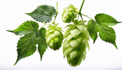 fresh hop cones and leaves hanging on the vine transparent1.jpg