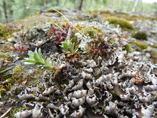 Moss on rock