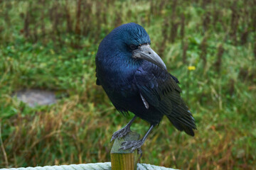 A close-up of a rook (Corvus frugilegus) perched on a wooden post near the Cliffs of Moher in Ireland. The bird’s glossy black feathers showcase iridescent blue hues.