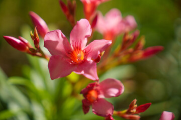 Bright and vibrant Pink Flowers Blooming beautifully in a Spring Garden full of life