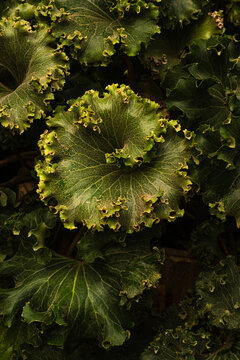 Close up photo of a Leopard Plant (Farfugium japonicum)