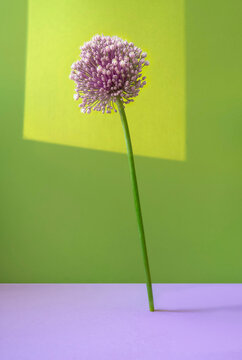 Minimalistic still life with garlic flower on purple green background.