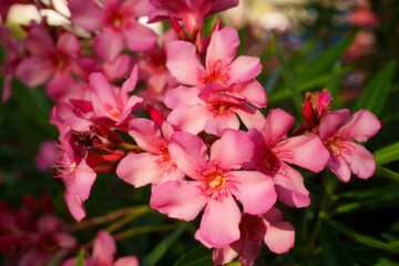 Vibrant Pink Oleander Flowers in Full Bloom, Showcasing Natures Exquisite Beauty Today