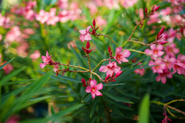 Lively and Vibrant Pink Flowerssurrounded by Lush Greenery in a Beautiful Natural Setting