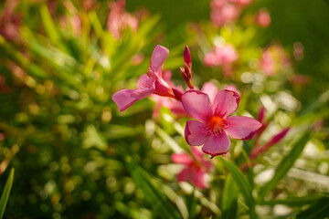 Stunning Vibrant Pink Flowers Set Against Lush Natural Greenery, a True Visual Delight