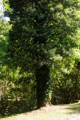 Obraz premium A tree fully enveloped by Hedera helix or common ivy