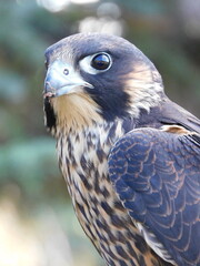 Peregrine Falcon