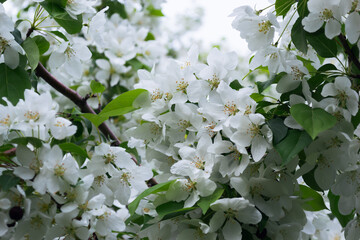 Close-up of white apple blossoms in spring