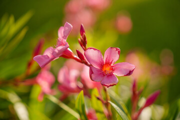 Delicate Pink Flowers Captured Beautifully in Soft Natural Light Showcasing Their Alluring Charm